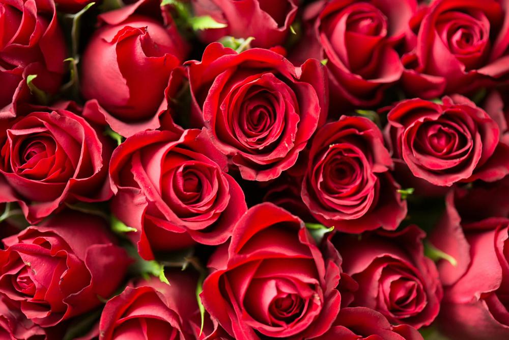 flower bouquet